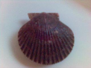 mariscal